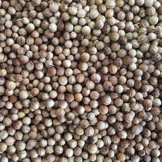 Coriander seed