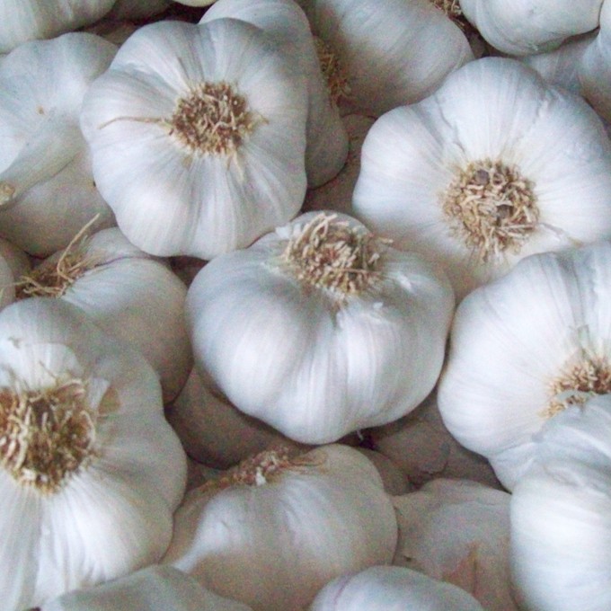 Natural garlic